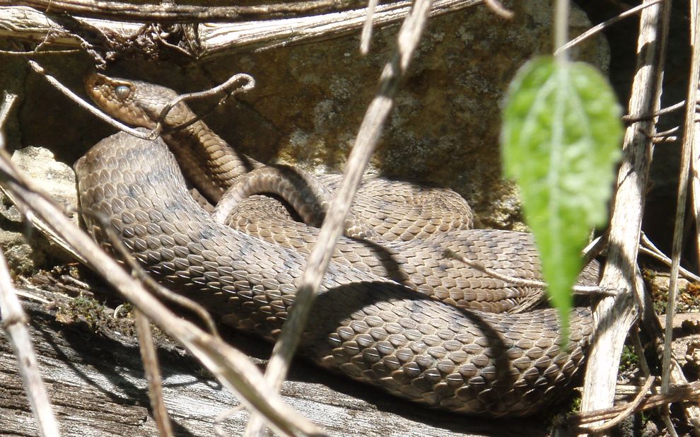 Alcune foto di vipere in natura